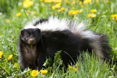 skunka