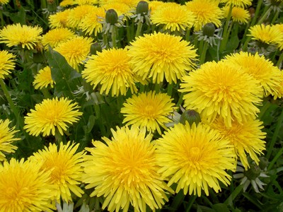 dandelionsa