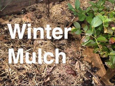 winter-mulcha